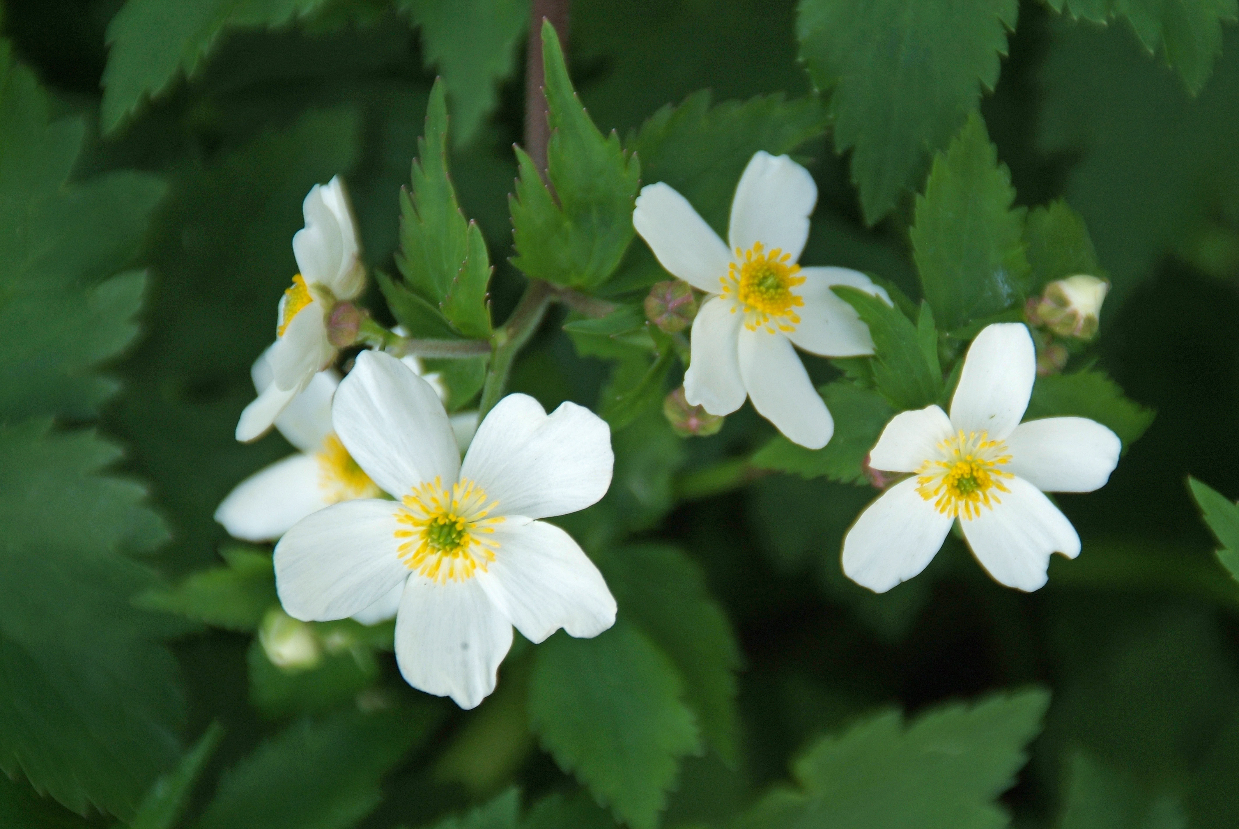 Ranunculus aconitifoliusWitte boterbloem bestellen